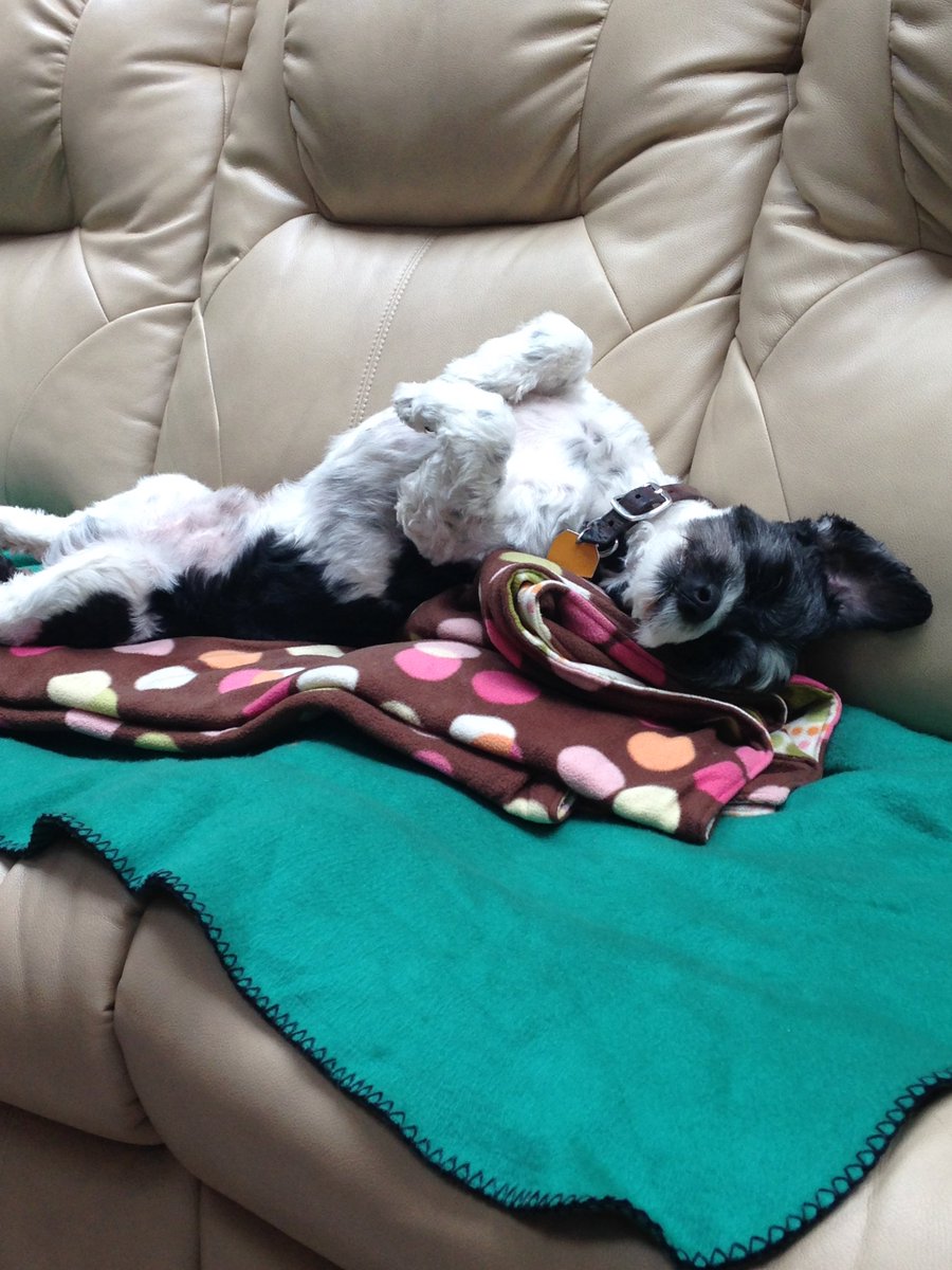 Fluff&Buff Boutique (fluff_buff) Twitter