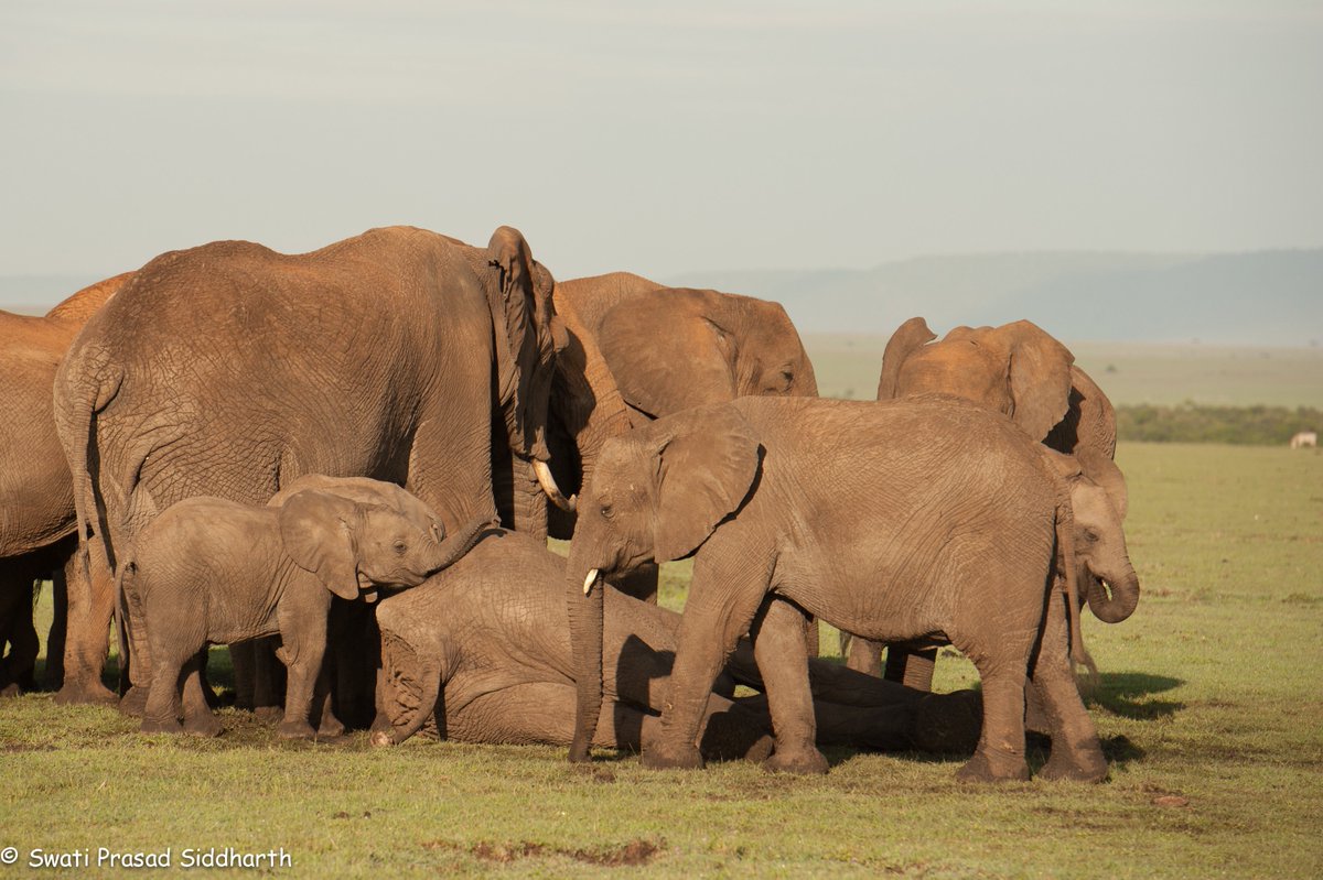 ELEPHANTS hashtag on Twitter