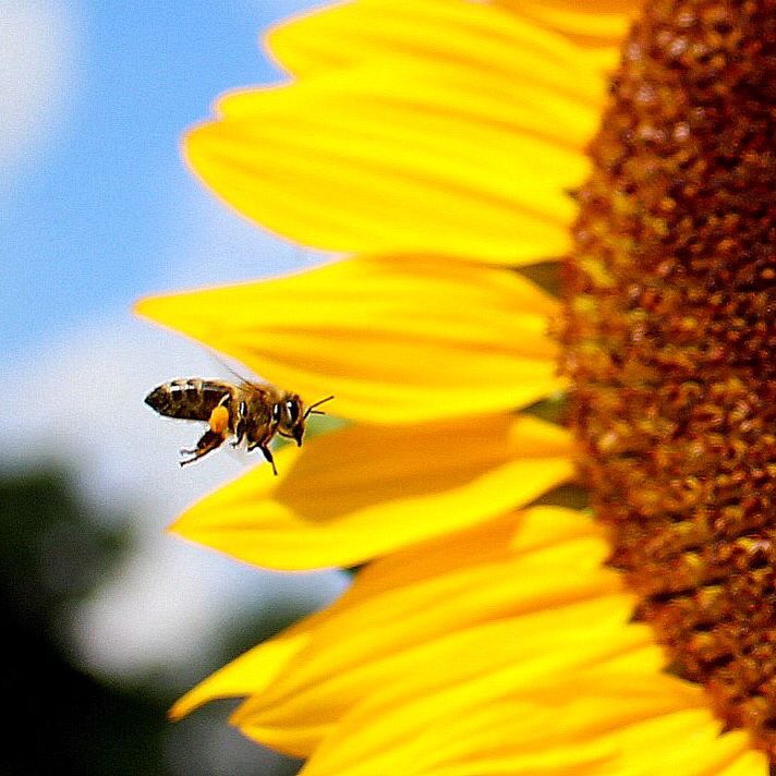 Michael 🐝👋⚒📸 tweet media