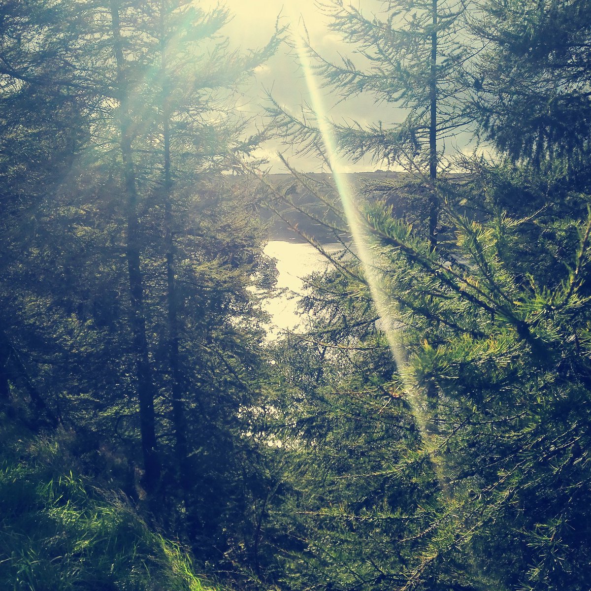 #naturalworld #rayofsunshine #xmastrees