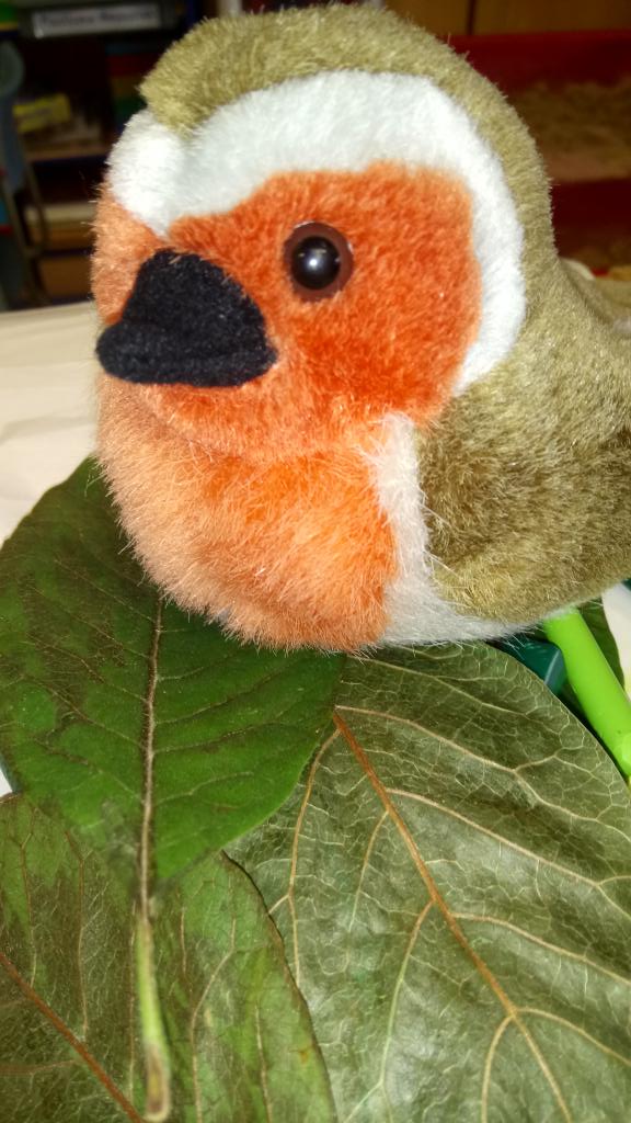 MilnathortPS's tweet photo. P1 have a bird nesting in their classroom. #RobbieRobin They've created some friends for him so he's not too lonely #Caring ๐ฆ https://t.co/mdrsDi6SoK