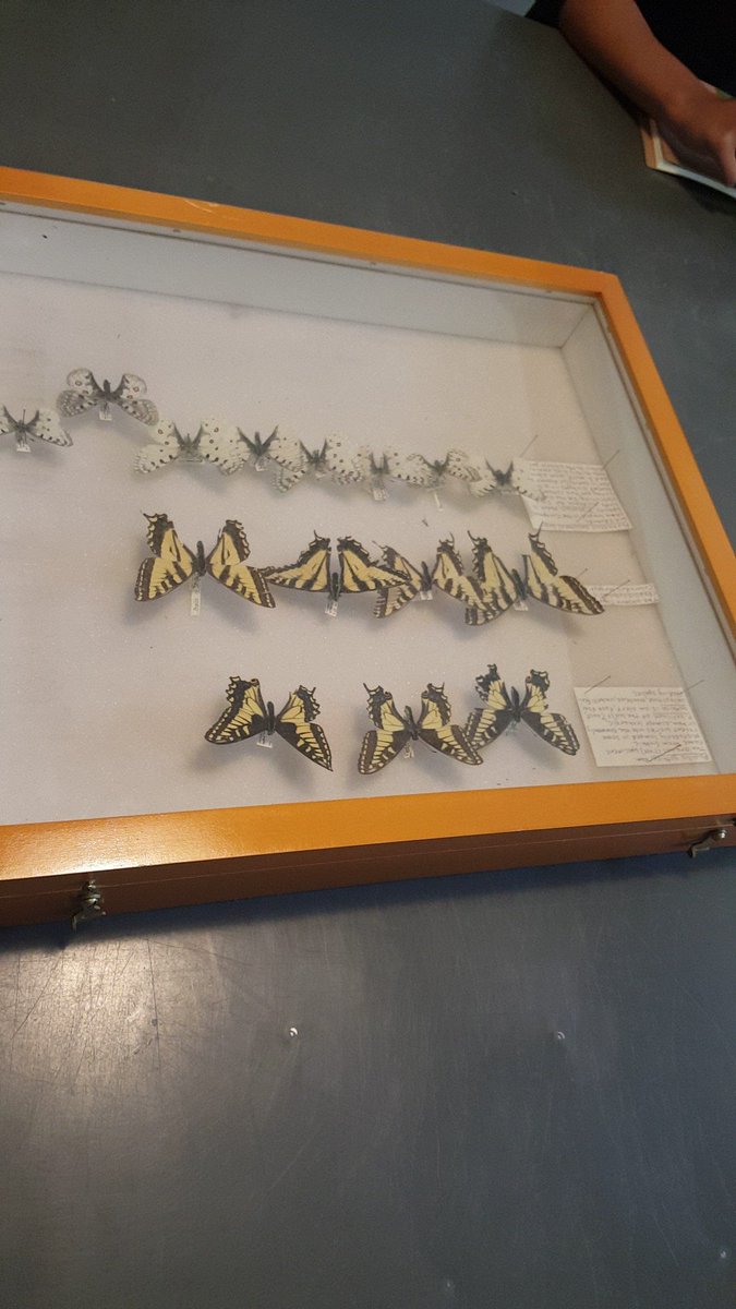 CSU_SEEDS's tweet image. Learning about butterflies at RMBL.