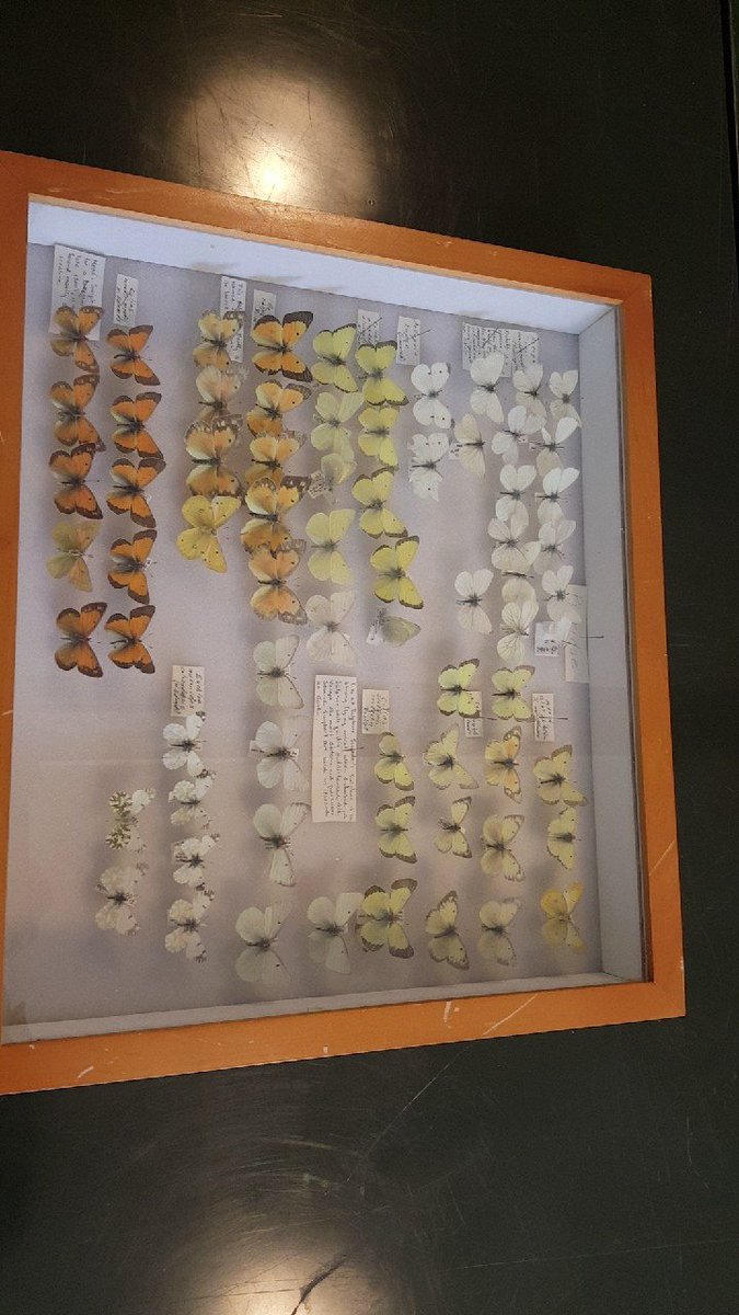 CSU_SEEDS's tweet image. Learning about butterflies at RMBL.