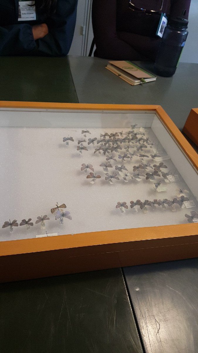 CSU_SEEDS's tweet image. Learning about butterflies at RMBL.