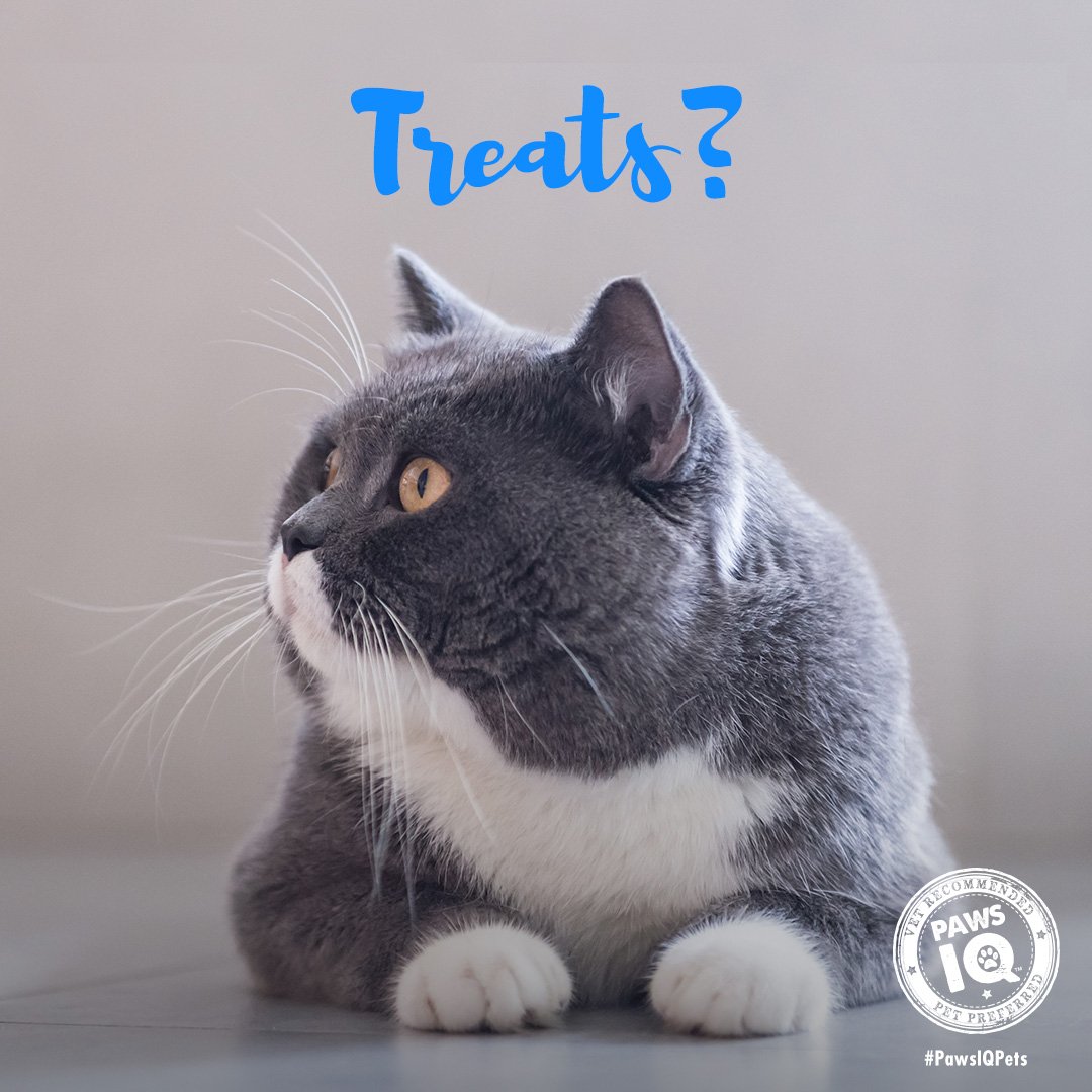 PawsIQPetCare's tweet photo. The look you give when you hear a bag of PawsIQ Dental Treats open. https://t.co/o3u0Ug3t3s