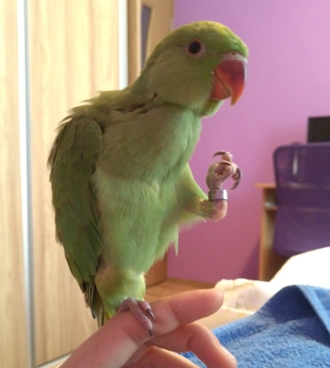 IPERNOVA_'s tweet photo. 84) sei al negozio degli animali, vuoi prendere un animale domestico a tua nonna. cosa scegli? https://t.co/f91WyzyCWv