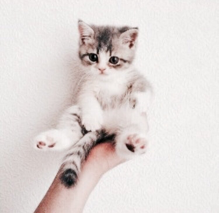 IPERNOVA_'s tweet photo. 84) sei al negozio degli animali, vuoi prendere un animale domestico a tua nonna. cosa scegli? https://t.co/f91WyzyCWv