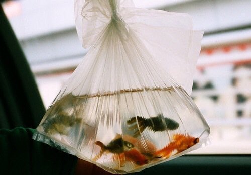 IPERNOVA_'s tweet photo. 84) sei al negozio degli animali, vuoi prendere un animale domestico a tua nonna. cosa scegli? https://t.co/f91WyzyCWv