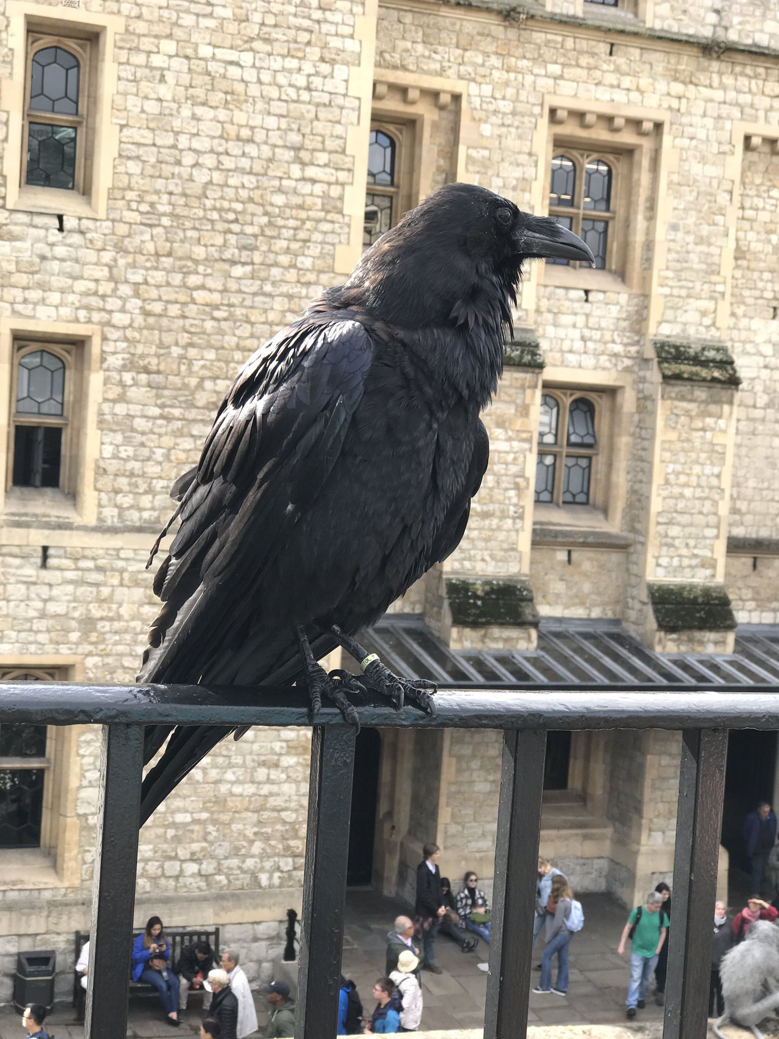 ちょまど マイクロソフト ロンドン塔には 世界最大級のカラス種であるレイブンが数羽飼われてる これは昔 ロンドン塔から カラスがいなくなると滅びますよ と予言されたから またアーサー王伝説でアーサーが魔法でカラスに姿を変えられてしまったこと