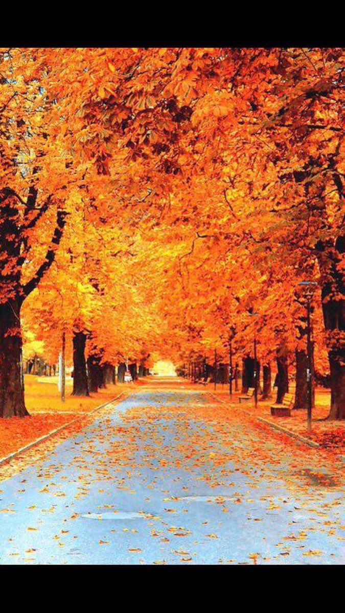 seasonaIvibes's tweet photo. I CANT WAIT😍🎃 https://t.co/06Sh59ugTb