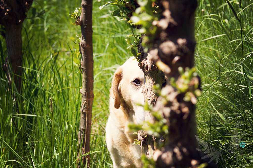 Noxphics's tweet photo. #dog #pet #photography #canon #animal #doggy #lovely #cute #sweet #loveit #puppy #forest #nature https://t.co/kHbfEzgiz3