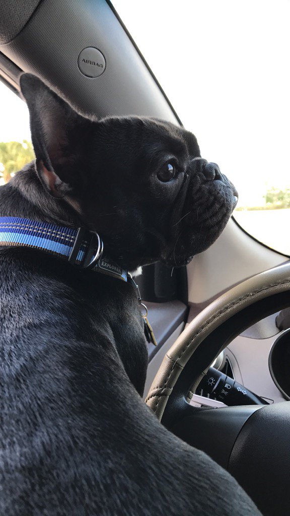 LLB_CVT's tweet photo. My baby turned two years old today. #FrenchieFace #PuppyBirthday #HesTheBaby https://t.co/CG3Yh14a22