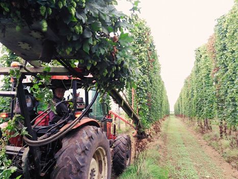 Desde primera hora tenemos a nuestro señor Torres recolectando a nuestras niñas #hop #lupulo #hops #lupulogallego #recogida