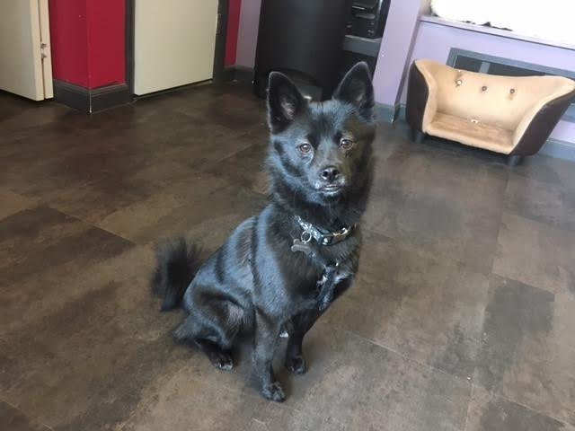 Popville On Twitter Missing From Park View Pippa She Is