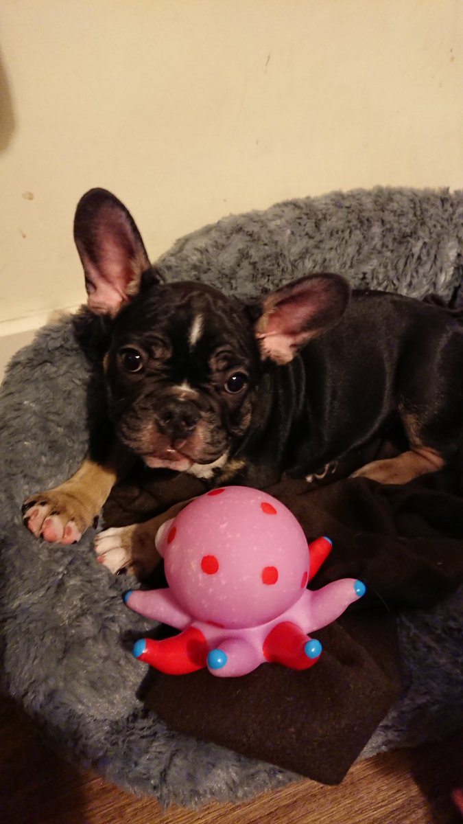 cprmustang's tweet image. Our new puppy