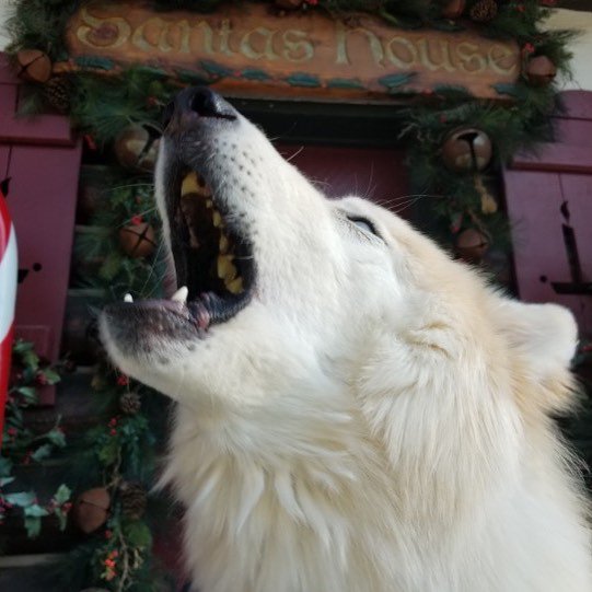 SantasVillageCA's tweet photo. Santa's dog, Arrow, has a #FridayFeeling and it starts &amp; ends with a good howl in front of Santa's House!  #SantasVillageCA #ArrowsAdventure https://t.co/QQEcLW8vS8