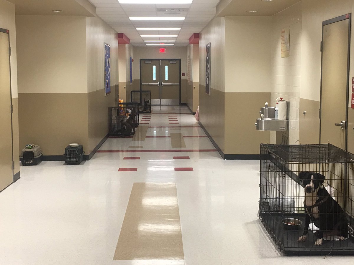 MelanieRVilla's tweet photo. Shout out to Angel Gamez... doing everything he can to help families @IMS_Indians.  From cots to generators to helping assemble dog crates 😍 https://t.co/S3CzGF1wz8