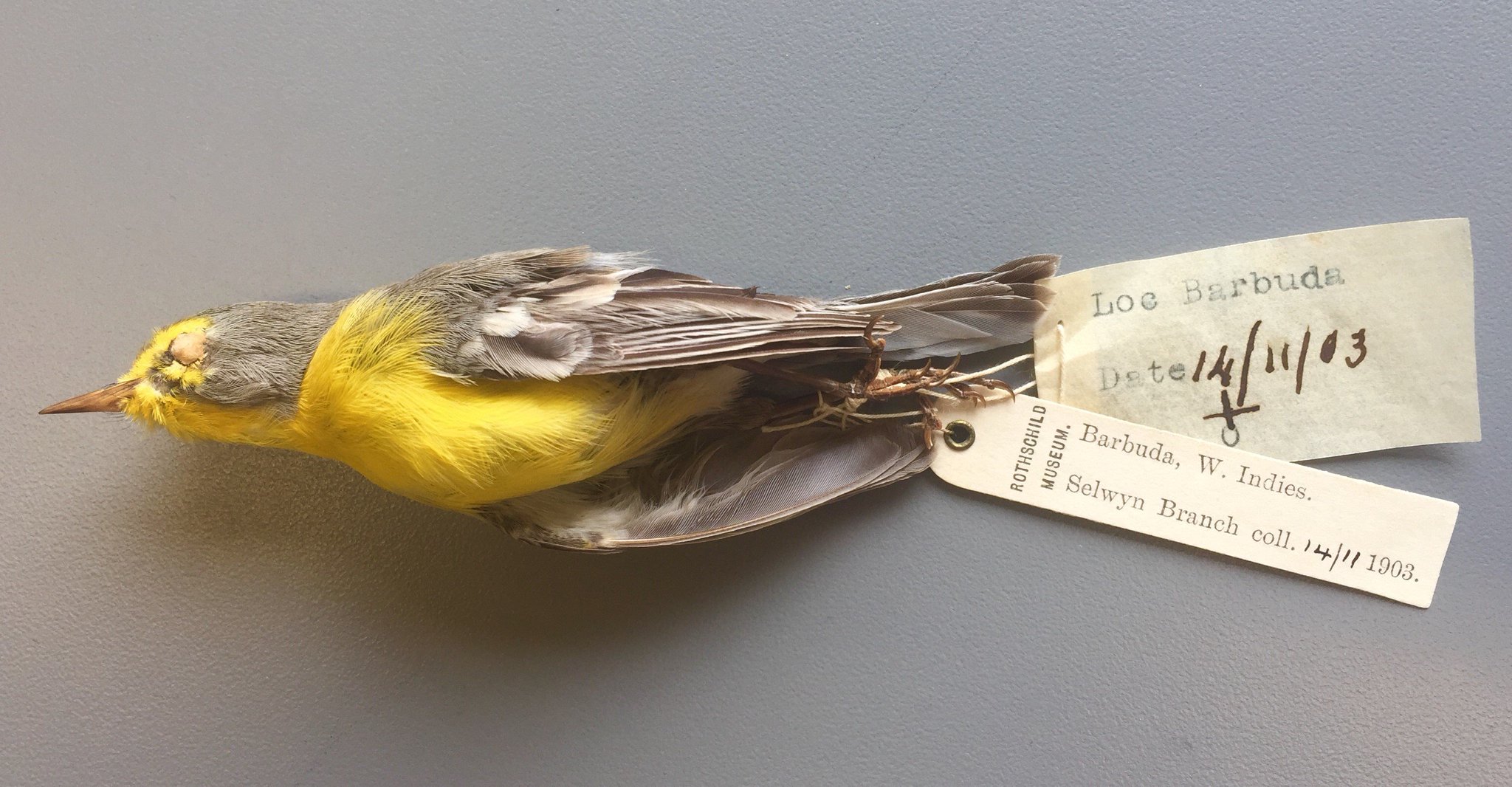 Photo credit: Paul Sweet (@pablo_dulce), American Museum of Natural History