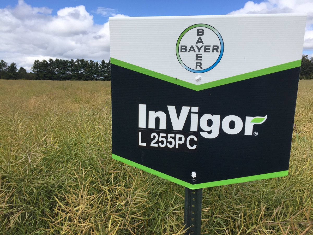 MariekePatton's tweet photo. #PlotCheck
Go thru your #Canola hybrid checklist
✅Yield
✅PSR
✅Clubroot
✅Standability
✅LibertyLink
#WhoSaysYouCantHaveItAll?#InVigor #L255PC https://t.co/4kBUrpvStv