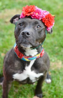 AnimalLeague's tweet image. Zoey is waiting for you to adopt her today from the @PSPCA! Her adoption fee will be waived today thanks to @Zappos! #ZapposForPets