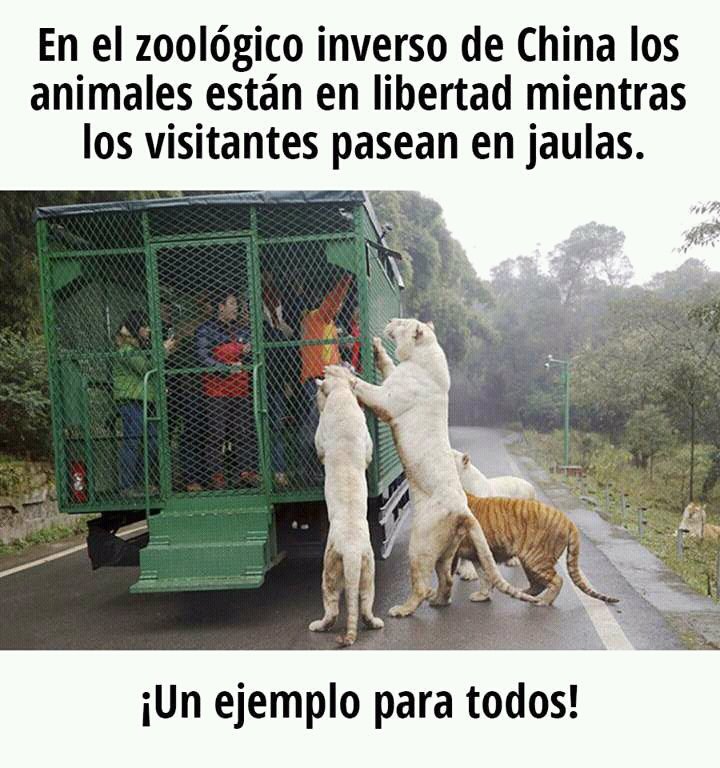 elcosodelapizza's tweet image. China entendió todo