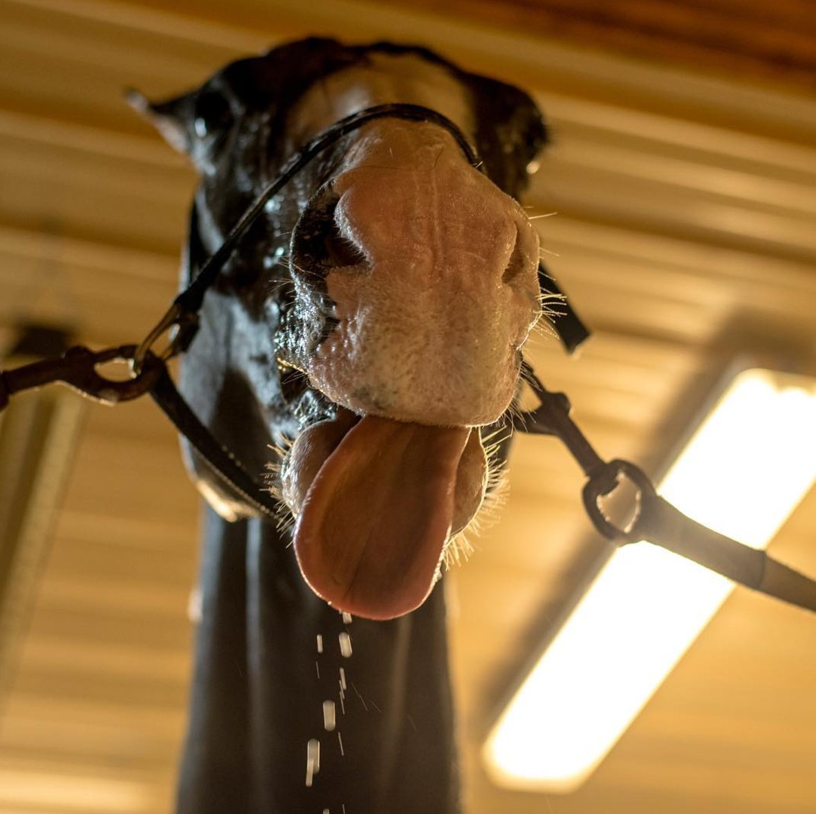 walshproducts's tweet photo. Tongues out for the weekend! Thank you Paperchases &amp; Petticoats for sharing this adorable photo of Dexter during bath time. #WinwithWalsh https://t.co/UcN1hPUtKd