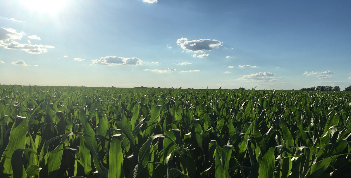 Insud_Arg's tweet photo. ¡Feliz día a todos los productores agropecuarios que forman parte de Grupo Insud! https://t.co/kAIMerjnaV