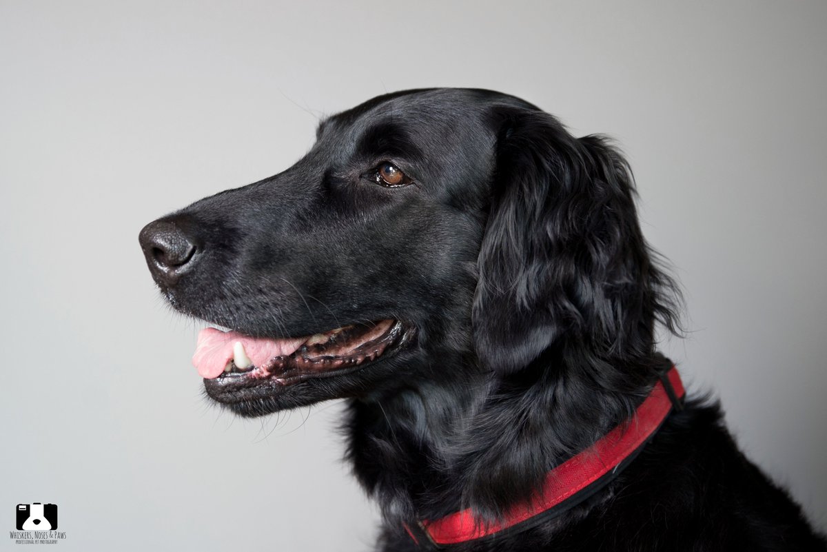 wnpphotography's tweet photo. Gorgeous Lara the Flat Coated Retriever! 😍 Black dogs produce the most beautiful tones under studio lighting! #dogsoftwitter https://t.co/tu6TNQPWvn