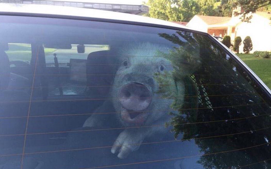 Exclusivo! Primeira imagem da prisão de Geddel!via @romuloaleixo