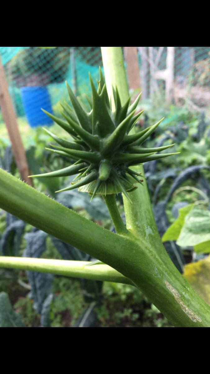 billygillow's tweet photo. Any ideas what this is? Growing down bramblefarm. https://t.co/X6pixacJlZ
