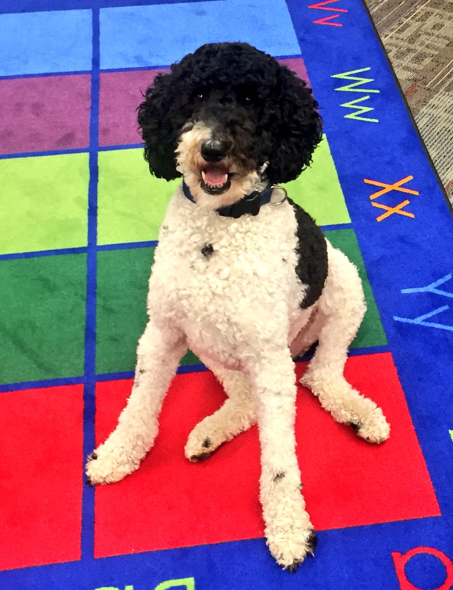 CodyLibrary's tweet photo. Even Rocket loves the library! He's visiting for a little after school fetch and play time! 🐶❤️📚 #readingrocket #rocketrocks https://t.co/EpbZoak8IG