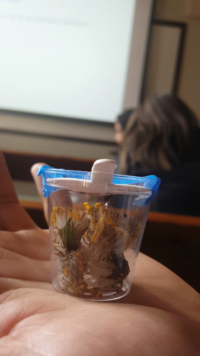 CSU_SEEDS's tweet image. Learning about how flies can impact pollinator behavior.