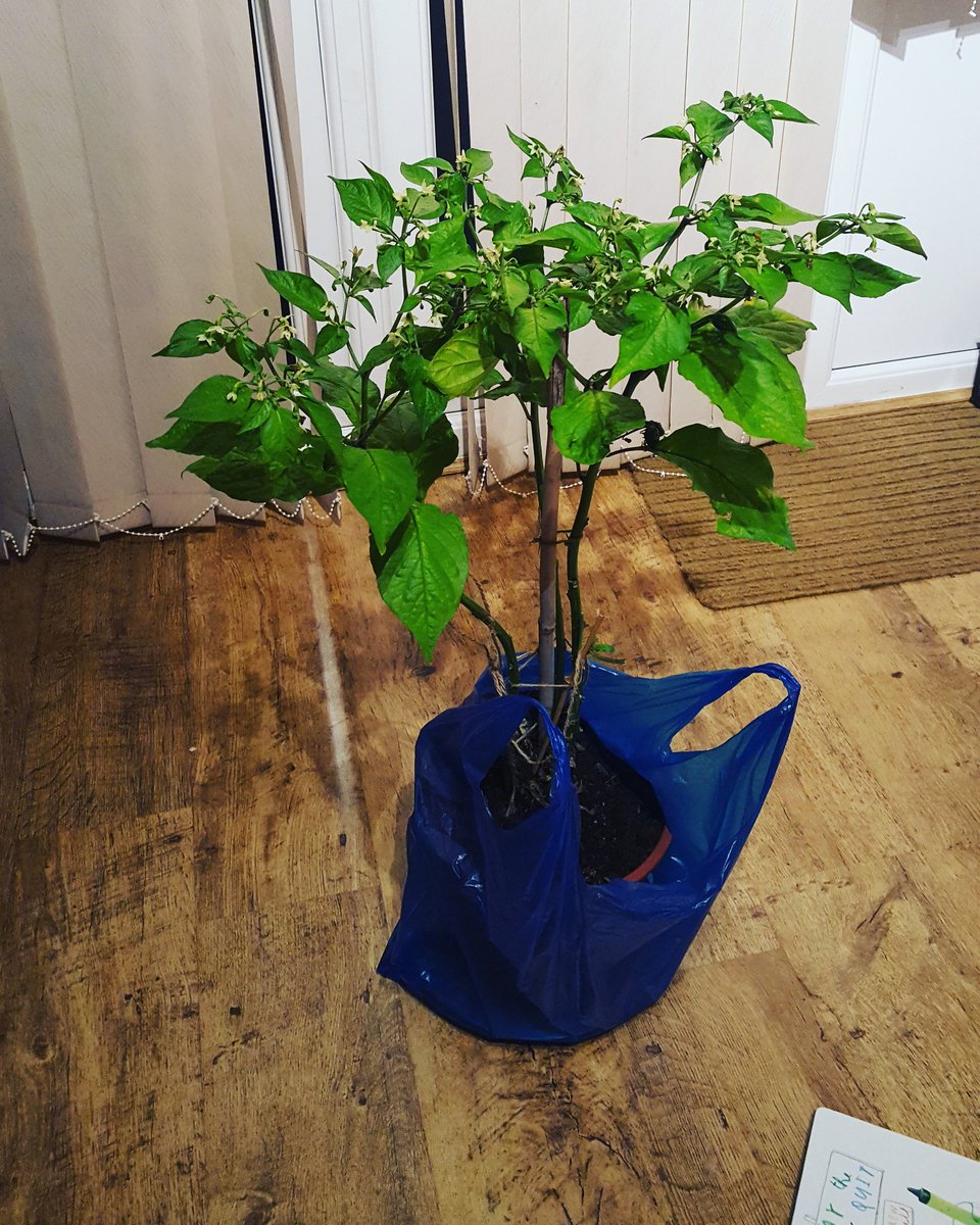 My new #housemate meet Miss Nagga Morris aka #xxx #ghostpepper she is #fierce #fiery &amp; #hot given to us by my #mum 😁 feeling the #heat 😎😉😗💚