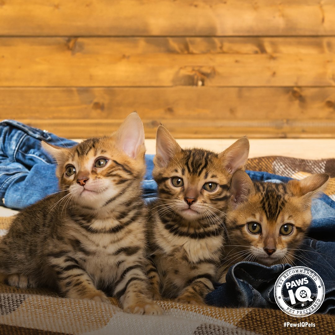 PawsIQPetCare's tweet photo. Did you know the average cat has a litter consisting of 2-5 kittens? https://t.co/xNPsZP9jer