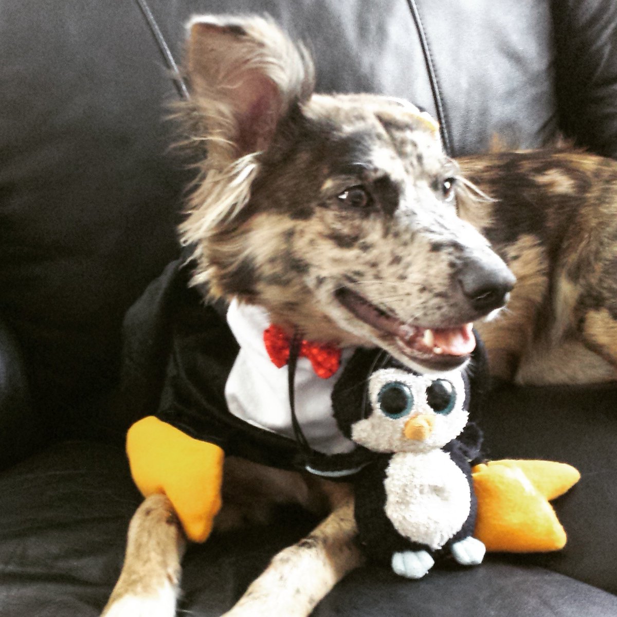 Profe Waddles tweet media