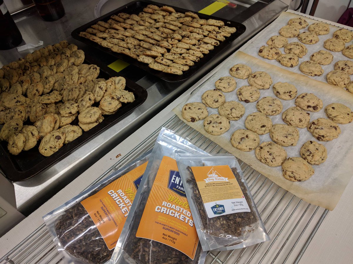 bugdayOttawa's tweet photo. Cricket-Chocolate-chip cookies baked and ready to give away tomorrow! Come try them at @bugdayottawa #bugday2017 https://t.co/EjOh8lrJb6