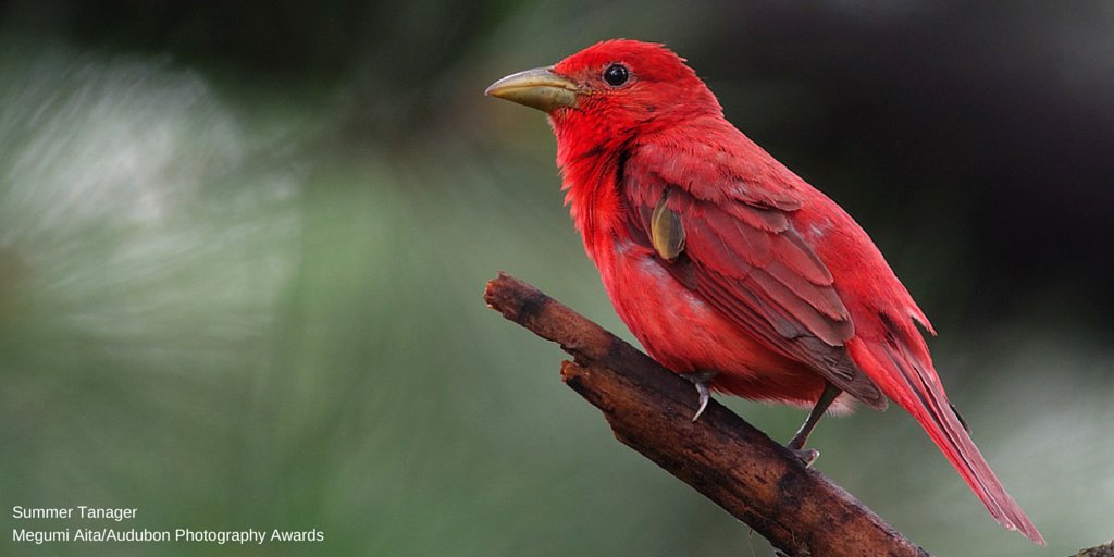 audubonsociety's tweet photo. Scientists may finally have figured out the secret of how birds grow red feathers. https://t.co/W6R3VcGhKD https://t.co/d89RgccCIM