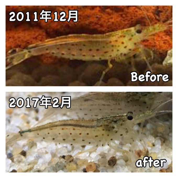 ヤマトヌマエビの飼育情報 食べるコケや飼育のポイントとか アクアハーミット