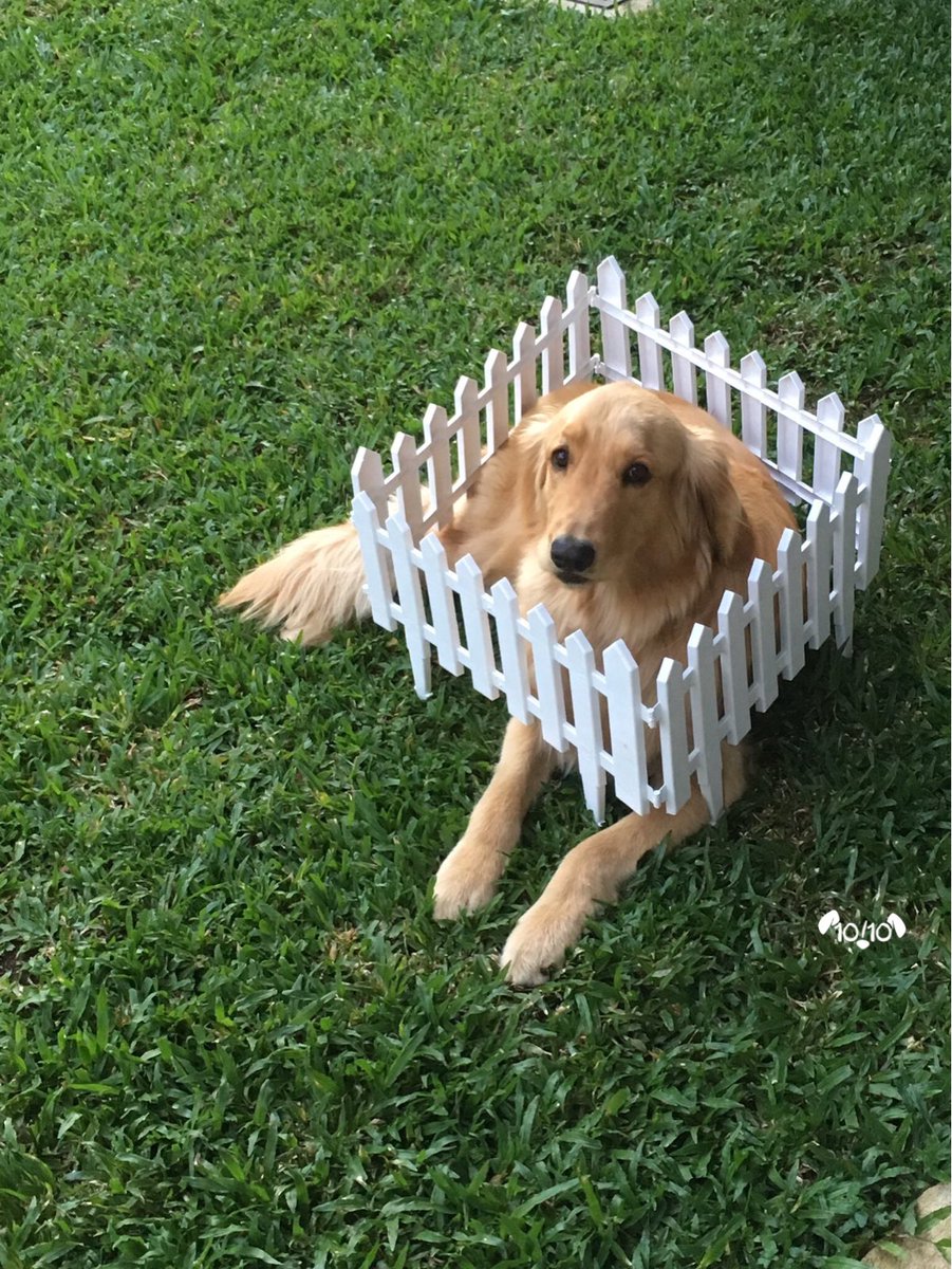 dog_rates's tweet image. This is Cooper. He built the picket fence himself. Needed a break from the rest of the world. 13/10 relatable af