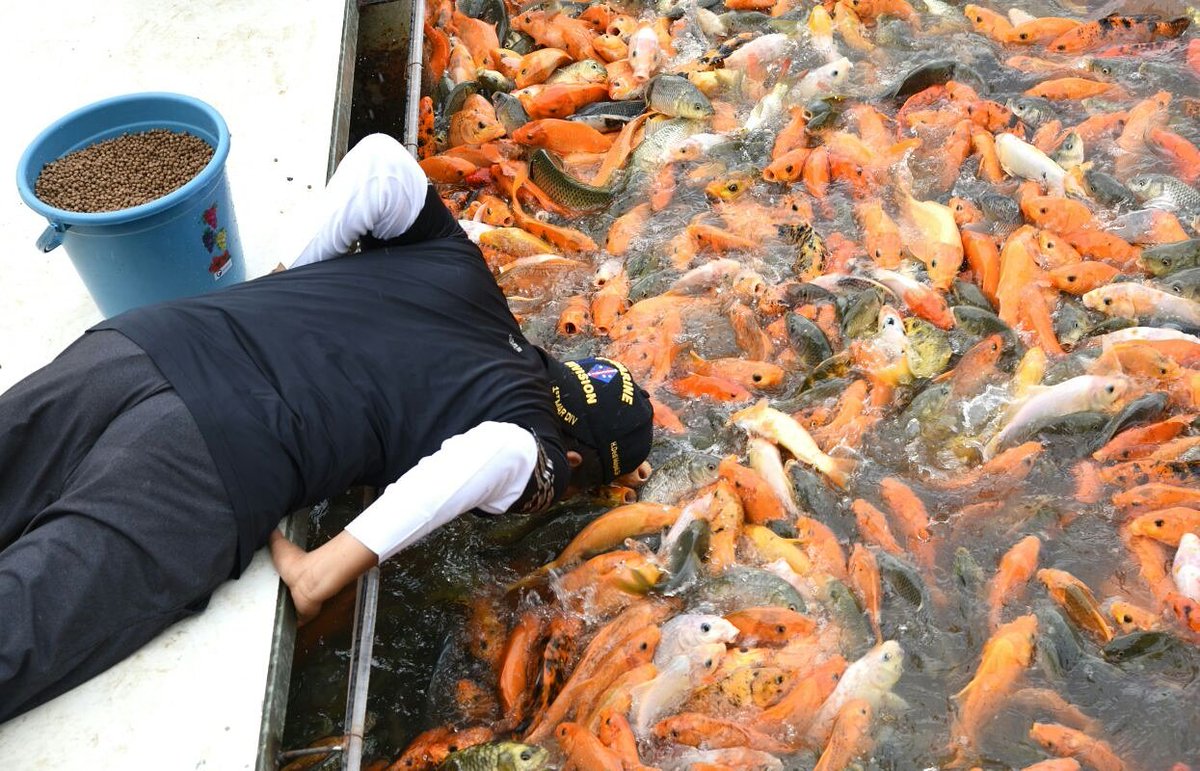 ikan-ikan secara naluriah mencari makan, bersaing tak perlu dengan menyerang,  berkompetisi tanpa saling melukai. selamat pagi!