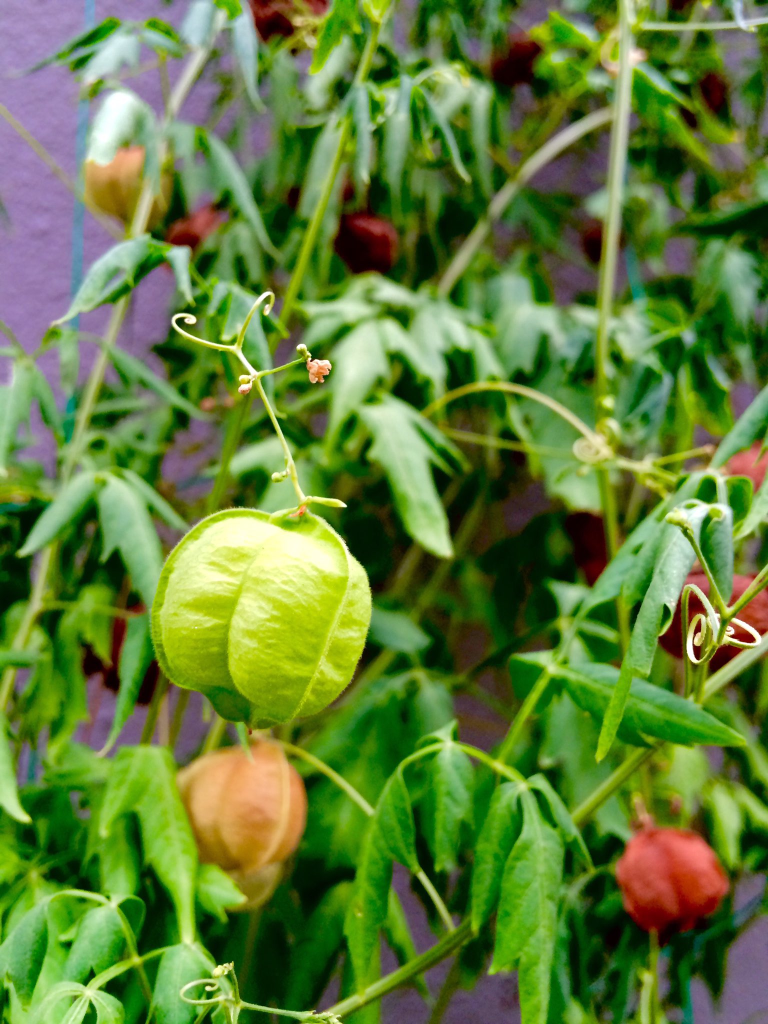 はな言葉 葉菜桜花子 新作ドレスできました Twitter पर フウセンカズラのハートの種かわいい 花言葉は 一緒に飛びたい T Co Uuzpa4qn1b Twitter