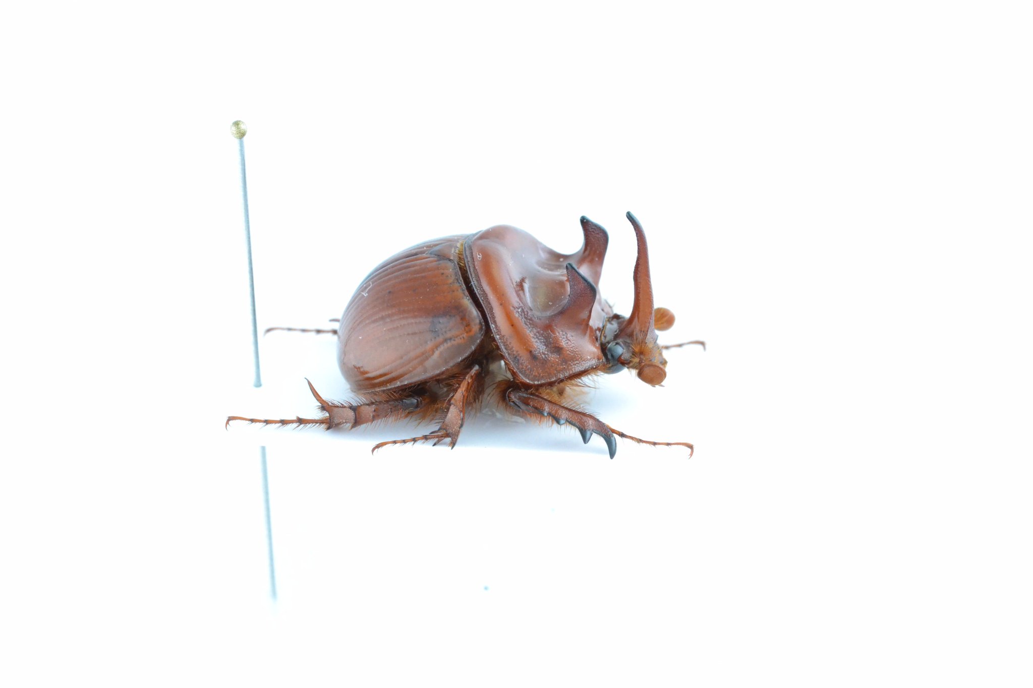 豪州の大型種ムネアカセンチ、Bolboleaus truncatus　特大 豪州の大型種ムネアカセンチ、Bolboleaus truncatus 特大