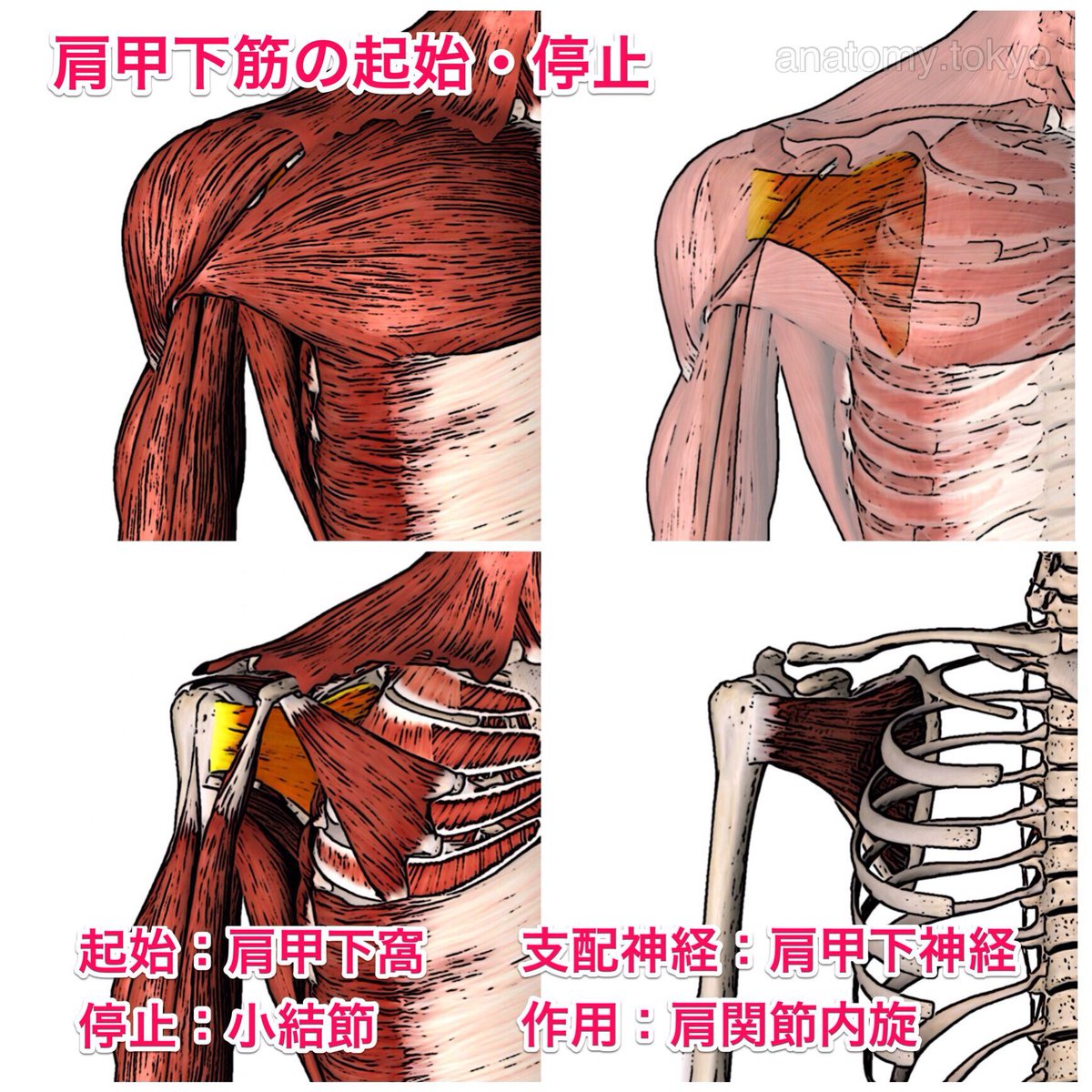かずひろ先生 なるほど解剖学 肩甲下筋の起始 停止 肩甲下筋の起始は 停止は 支配神経は 起始 肩甲下窩 停止 小結節 支配神経 肩甲下神経 作用 肩関節内旋 肩甲下筋 画像出典元 Essential Anatomy 5 T Co Sugshmrn0u かずひろ先生 なるほど解剖学 肩甲下筋の起始 停止 肩甲下筋の起始は 停止は 支配神経は 起始 肩甲下窩 停止 小結節 支配神経 肩甲下神経 作用 肩関節内旋 肩甲下筋 画像出典元 Essential Anatomy 5 T Co Sugshmrn0u