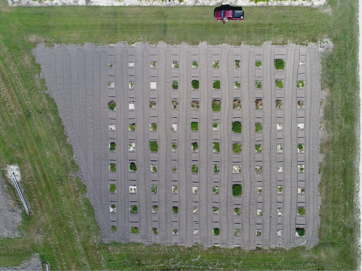 Second year #forage #peanuts in NC. Picture taken at Sandhills Res. St. <a href="/NCStateNCARS/">NCARS at NC State</a> <a href="/NCStateCALS/">NC State College of Agriculture and Life Sciences</a>