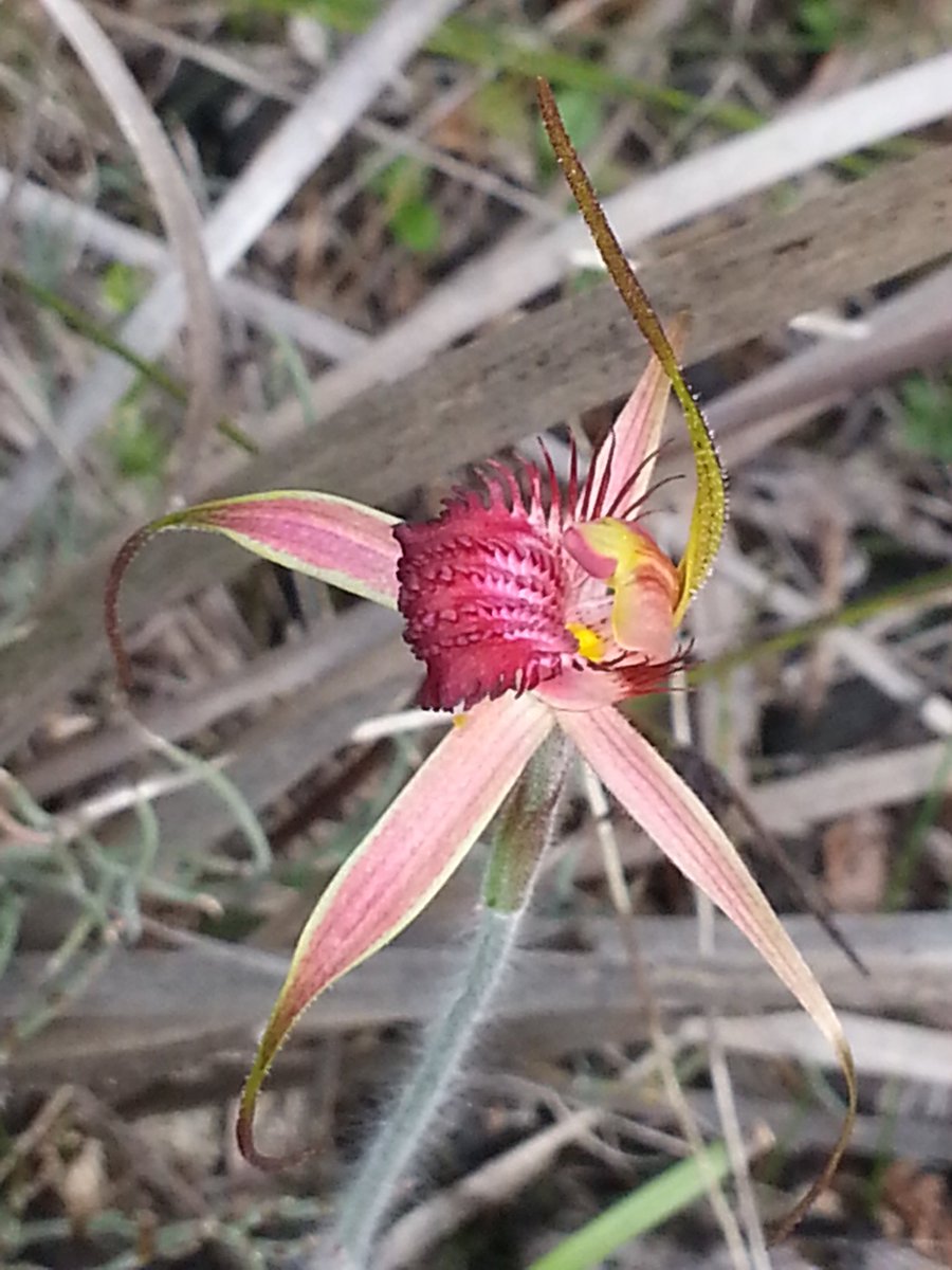Spring #wawildflowers in Koondoola reserve: #banksiawoodland biodiversity right in Perth. Thx @UrbanBushlandWA