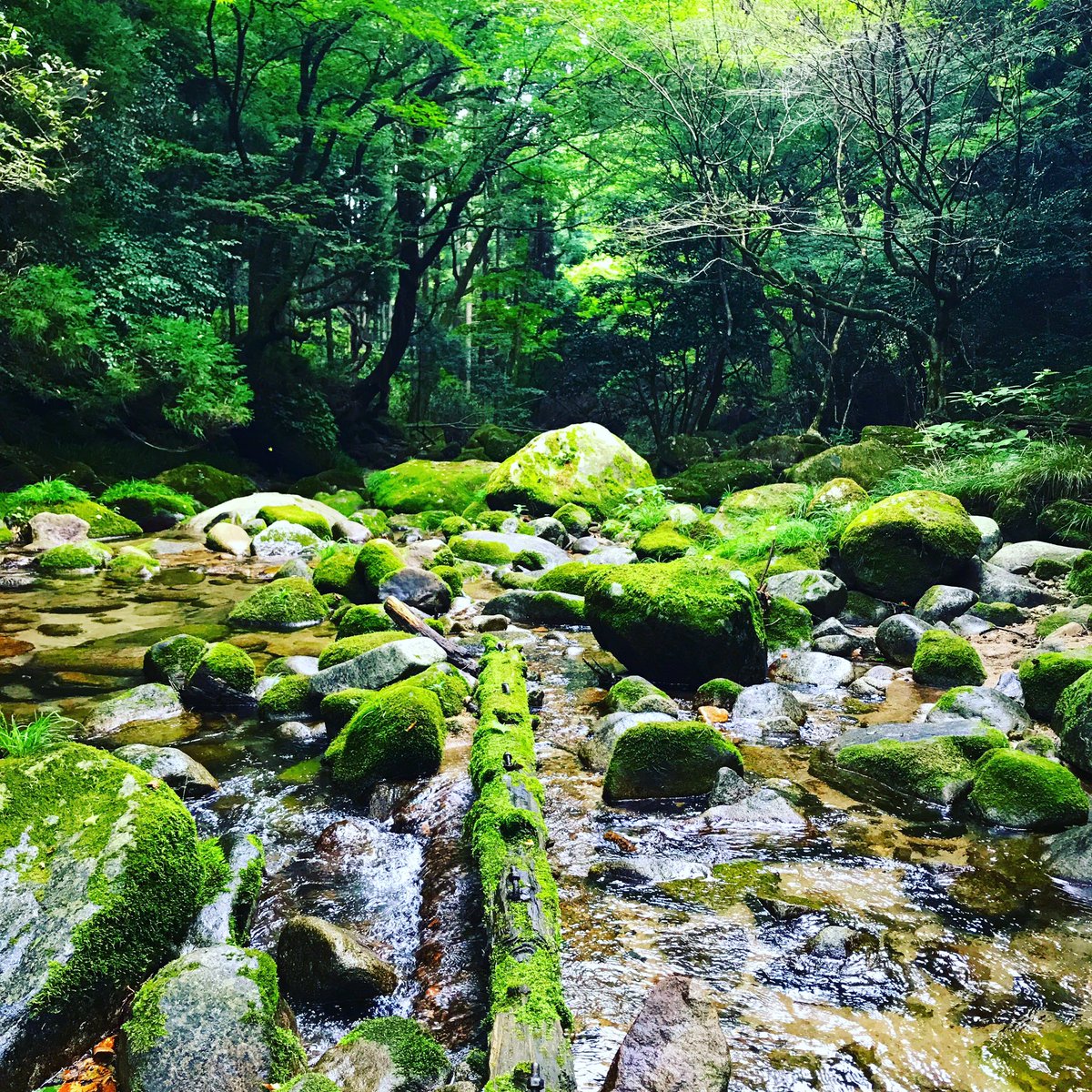 Ibaraki Sense イバラキセンス こんな晴れた日は まだ川遊びもできますね 茨城県高萩市の花貫渓谷をお散歩なんていかがでしょうか マイナスイオンがたっぷり吸収できますよ 茨城県 高萩市 花貫渓谷 川 マイナスイオン 川遊び q