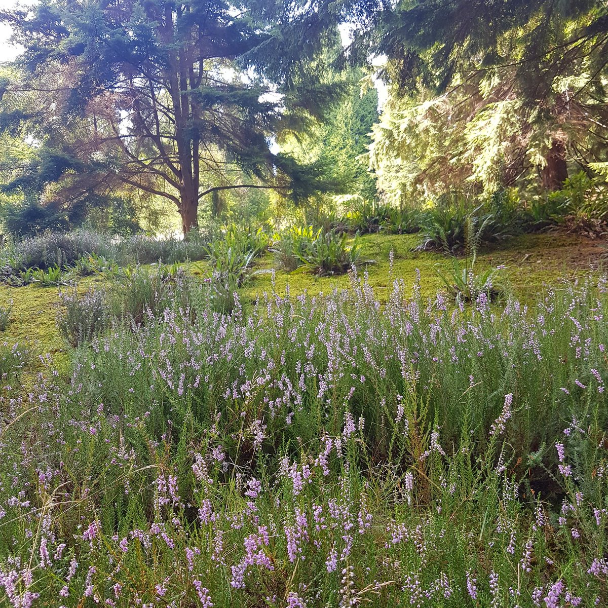 Fairy wonderland

#bedgeburyforest #purpleflowers #purpleheather #forest #woods #woodland #woodspirits #fairyforest #britishwoodland