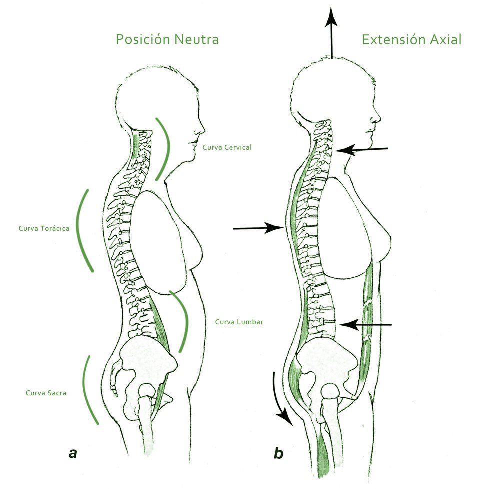 isanz07's tweet photo. La Columna Vertebral: Extensión Axial https://t.co/95L2IlcQUw https://t.co/jwZrFnTkRl