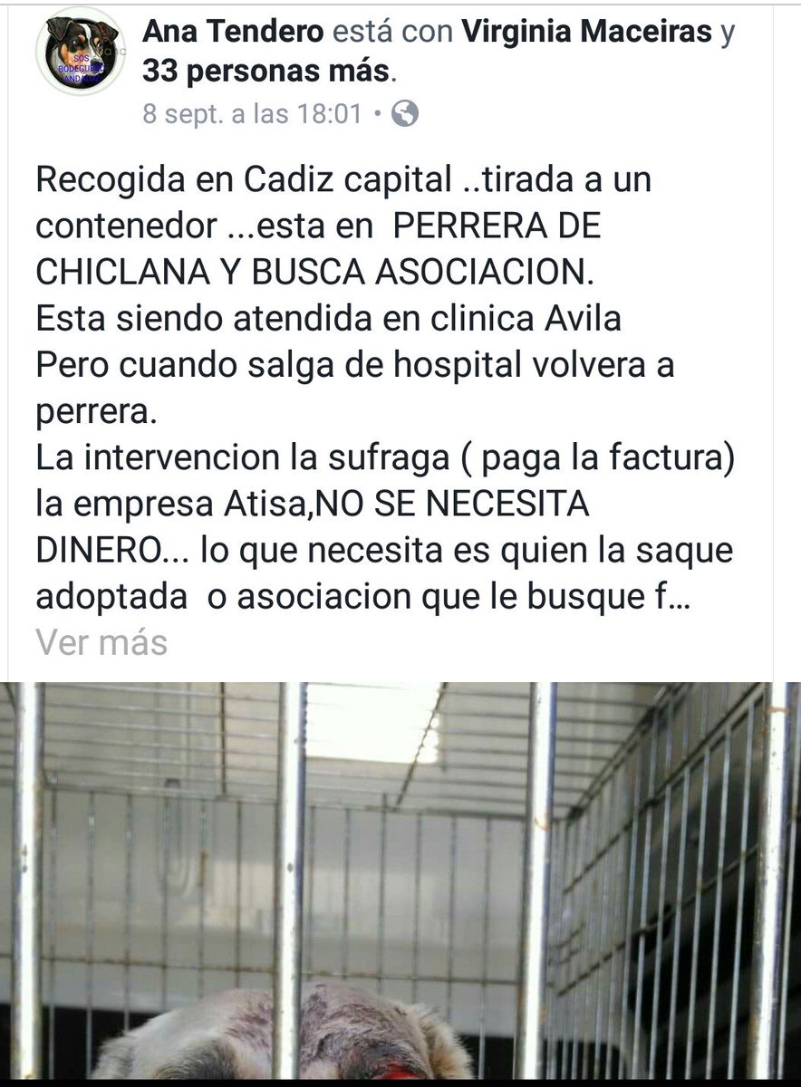 hogar animal feliz tweet media