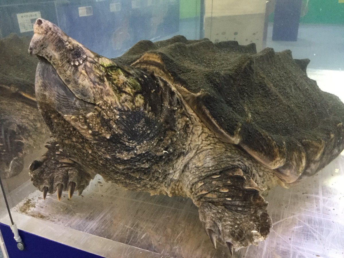 Homkithi 世界の大カメ展エリア 入るとメガネカイマンがいた カメじゃないけれどメガネだからいいよね 世界の大カメ展 アクアワールド大洗